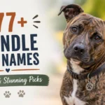 277+ Brindle Dog Names: Striped & Stunning Picks