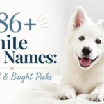 286+ White Dog Names: Beautiful & Bright Picks