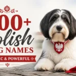 300+ Polish Dog Names: Classic & Powerful